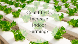 Could LEDs Increase Indoor Farming? Could LEDs Increase Indoor Farming?