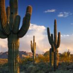 Arizona desert & cactus