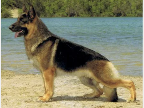 Linbred Kenyln's Aries