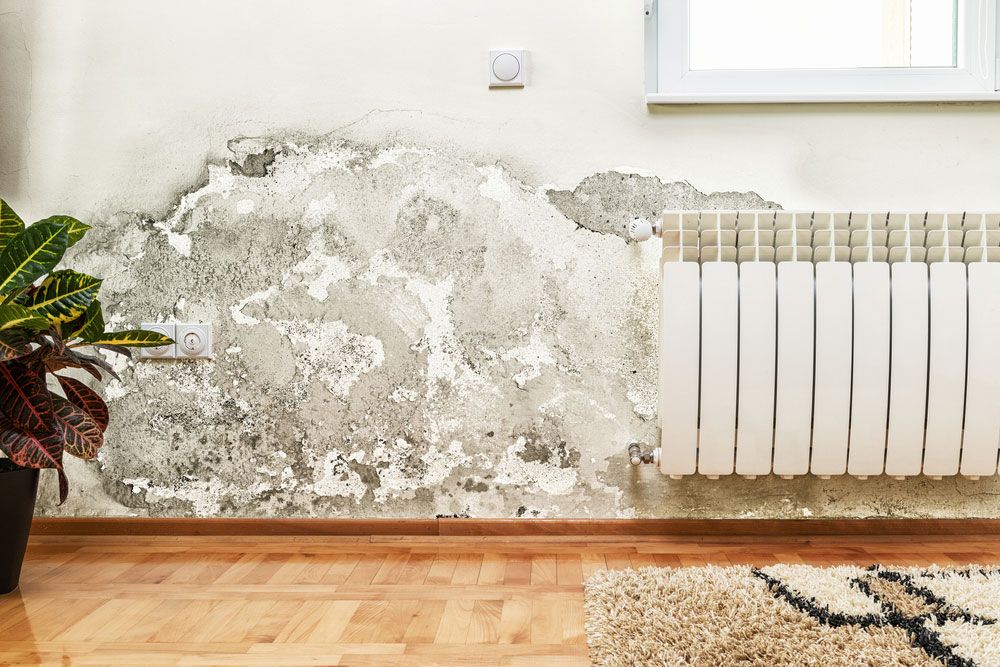 Mold Remediation and Removal Mold Remediation and Removal